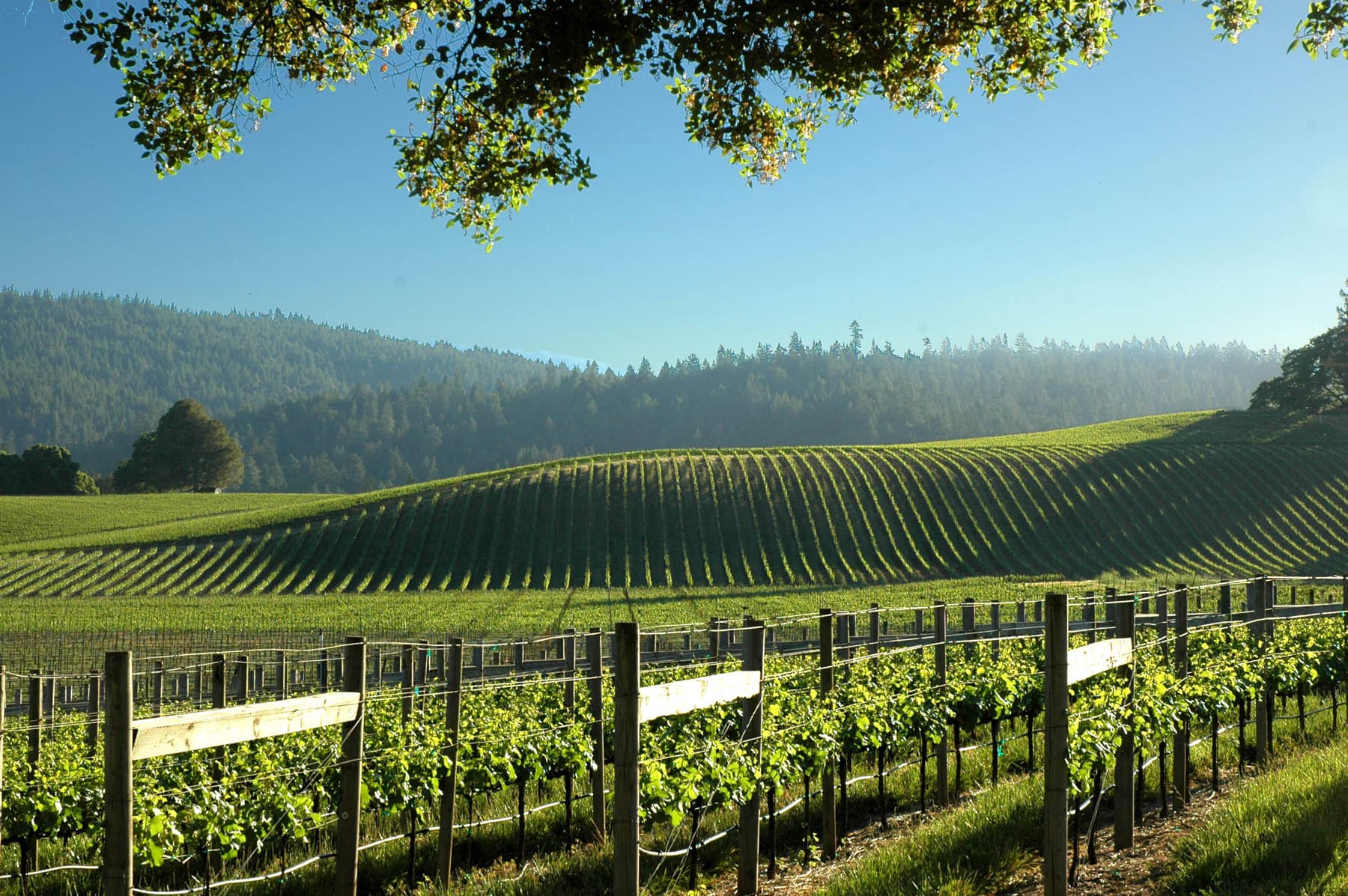 Vineyard stewardship